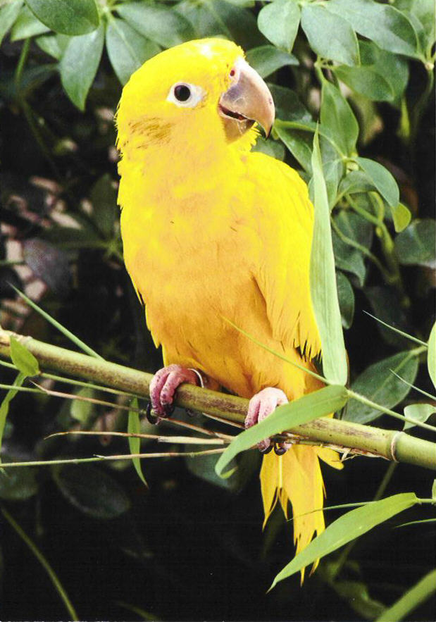 Gold Parrot