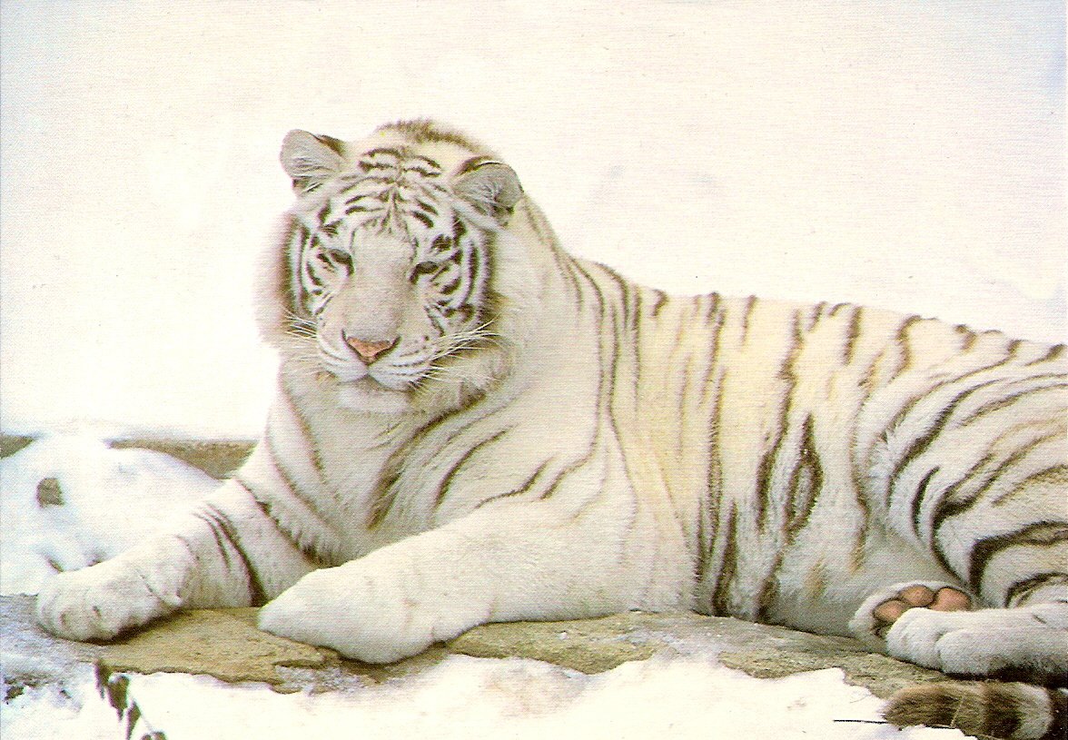 White Asian Tiger