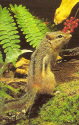 Nature Center-Chipmunk.jpg (886727 bytes)