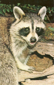 Nature Center-Raccoon.jpg (794514 bytes)