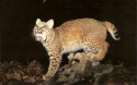 Bobcat-Nature Center.jpg (238621 bytes)