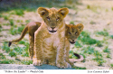 KI-Lion Cubs.jpg (368770 bytes)