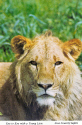 KI-Lion eye-to-eye.jpg (421028 bytes)