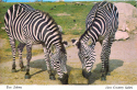 KI-Two Zebras.jpg (449286 bytes)