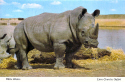 KI-White Rhino.jpg (366683 bytes)