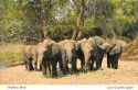 KI Elephant Herd.jpg (478314 bytes)