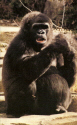 Lowland Gorilla-Ser.jpg (285001 bytes)