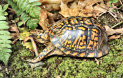 Milford Box Turtle.jpg (570231 bytes)