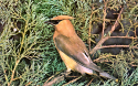 Milford Cedar Waxwing.jpg (566778 bytes)