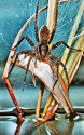 Milford Fisher Spider.jpg (417230 bytes)