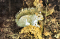 Milford Grey Squirrel.jpg (446560 bytes)