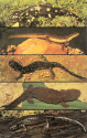 Milford Nature Center Salamanders.jpg (356919 bytes)