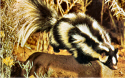 Milford Spotted Skunk.jpg (426992 bytes)