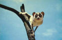 Slow Loris.jpg (78994 bytes)