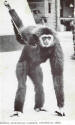 Zoo Monkey 5.jpg (78262 bytes)